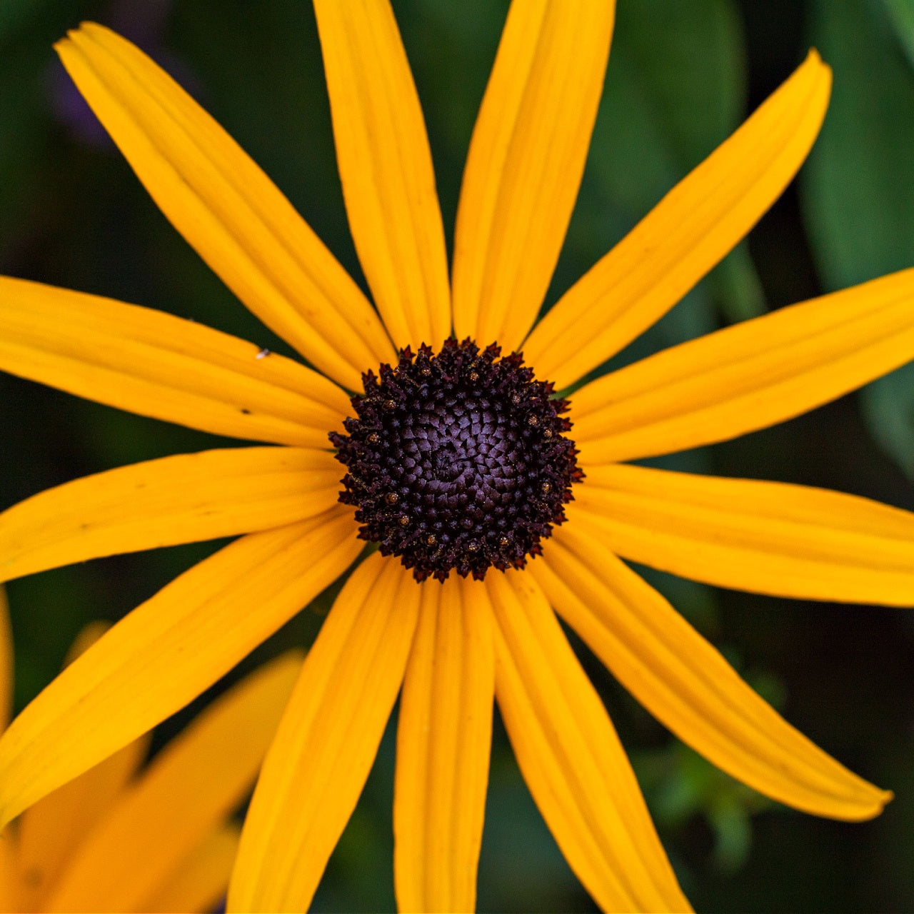 Blackeyed Susans Online, buy 1 get 1 free at TN Nursery 