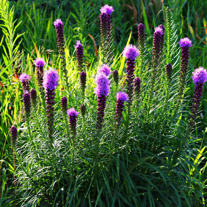 Blazing Star Online, buy 1 get 1 free at TN Nursery 