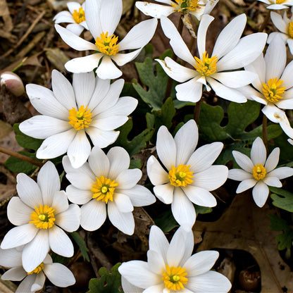 Blood Root Plant Online, Buy 1 get 1 free at TN Nursery 