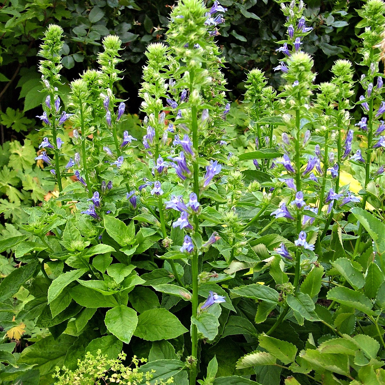 Blue Lobelia Online, buy 1 get 1 free at TN Nursery 