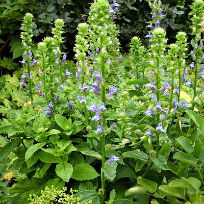 Blue Lobelia Online, buy 1 get 1 free at TN Nursery 