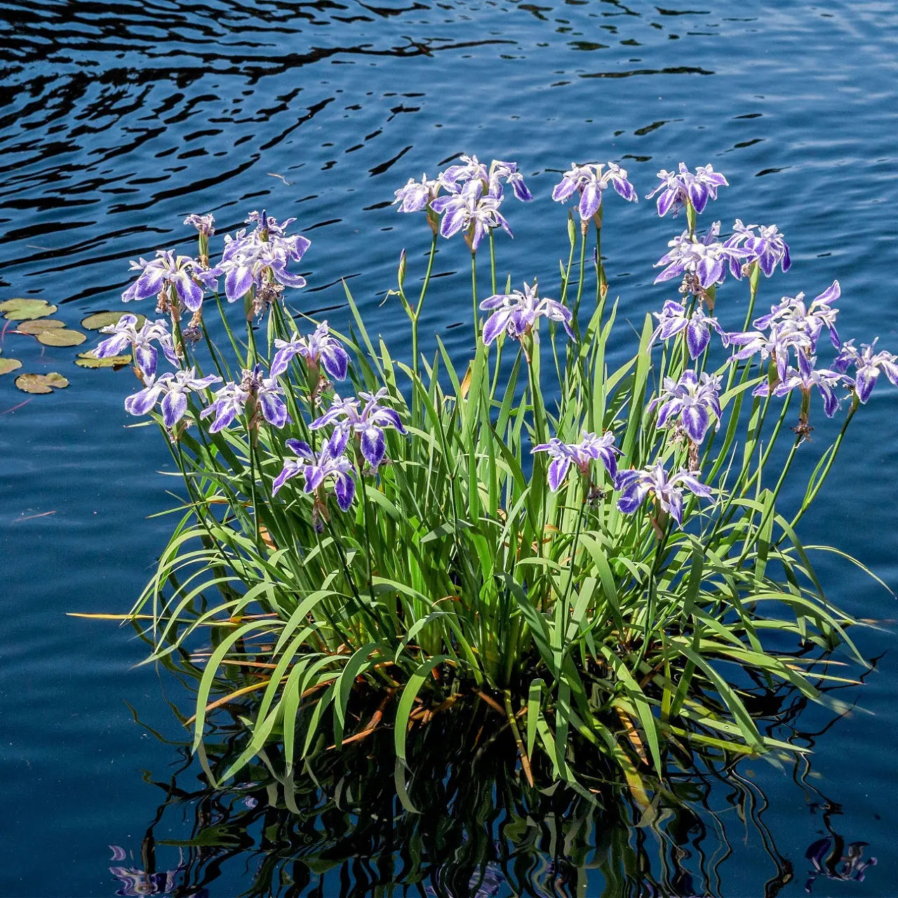Blue Flag Iris Online, buy 1 get 1 free at TN Nursery 