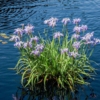 Blue Flag Iris Online, buy 1 get 1 free at TN Nursery 