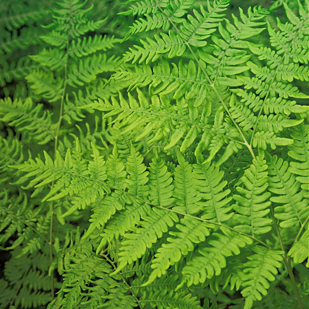 Bracken Ferns Online, buy 1 get 1 free at TN Nursery 
