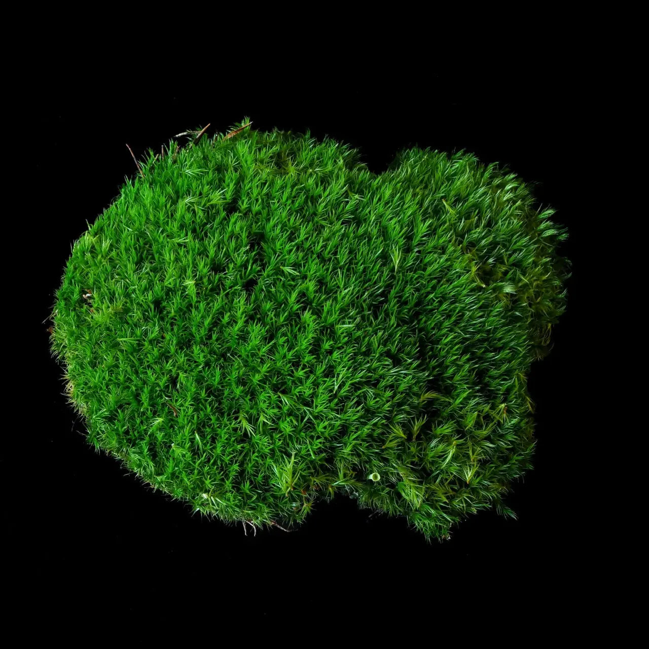 Broom Fork moss Online, buy 1 get 1 free at TN Nursery 