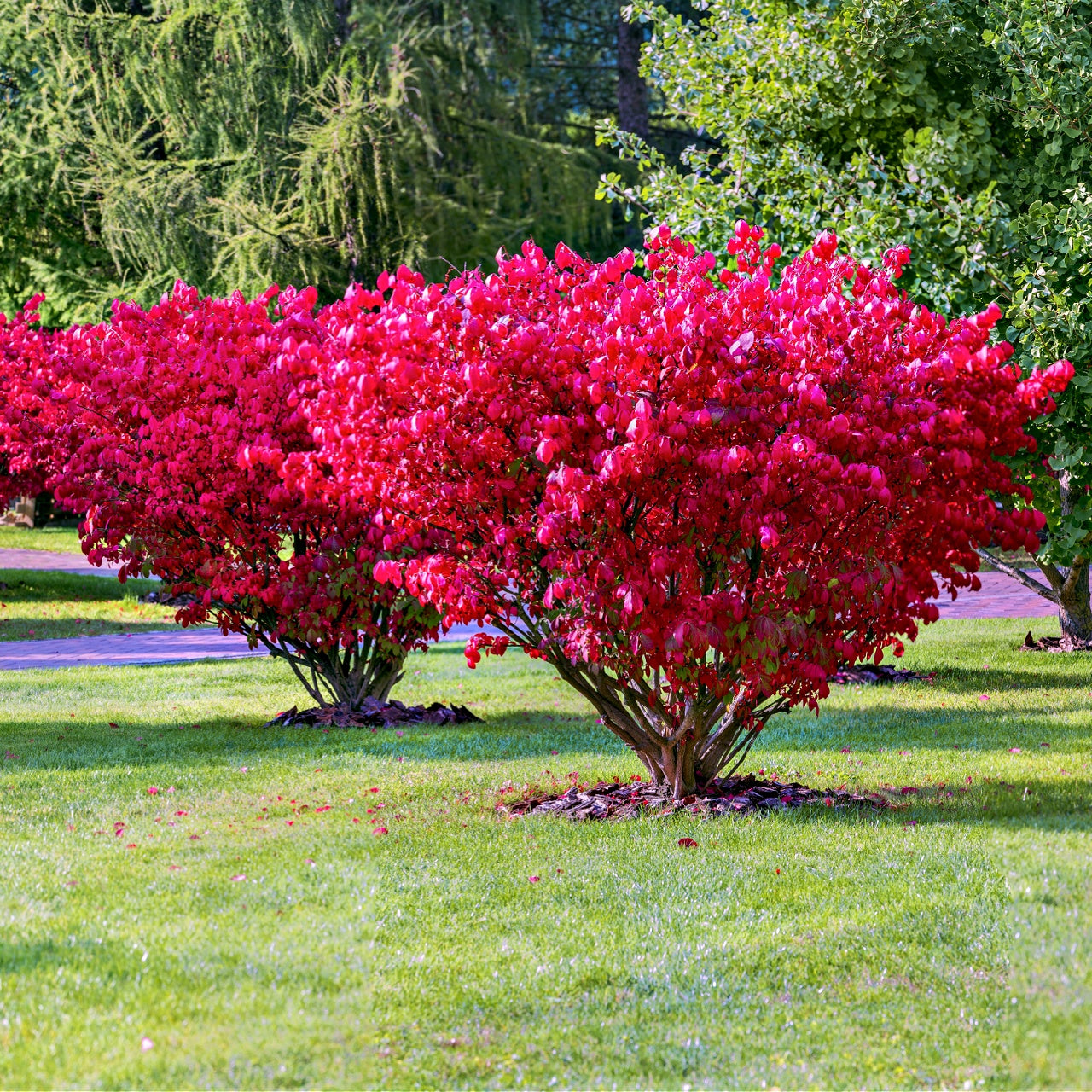 Burning Bush Online, buy 1 get 1 free at TN Nursery 
