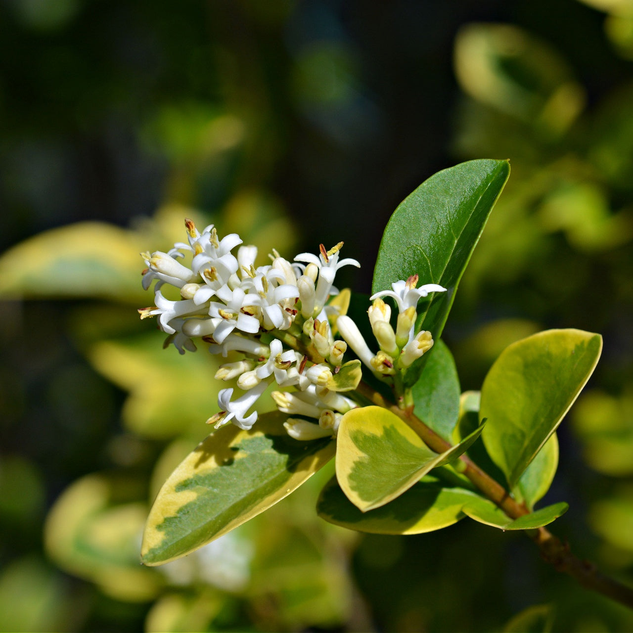 California Privet Shrub Online, buy 1 get 1 free at TN Nursery 