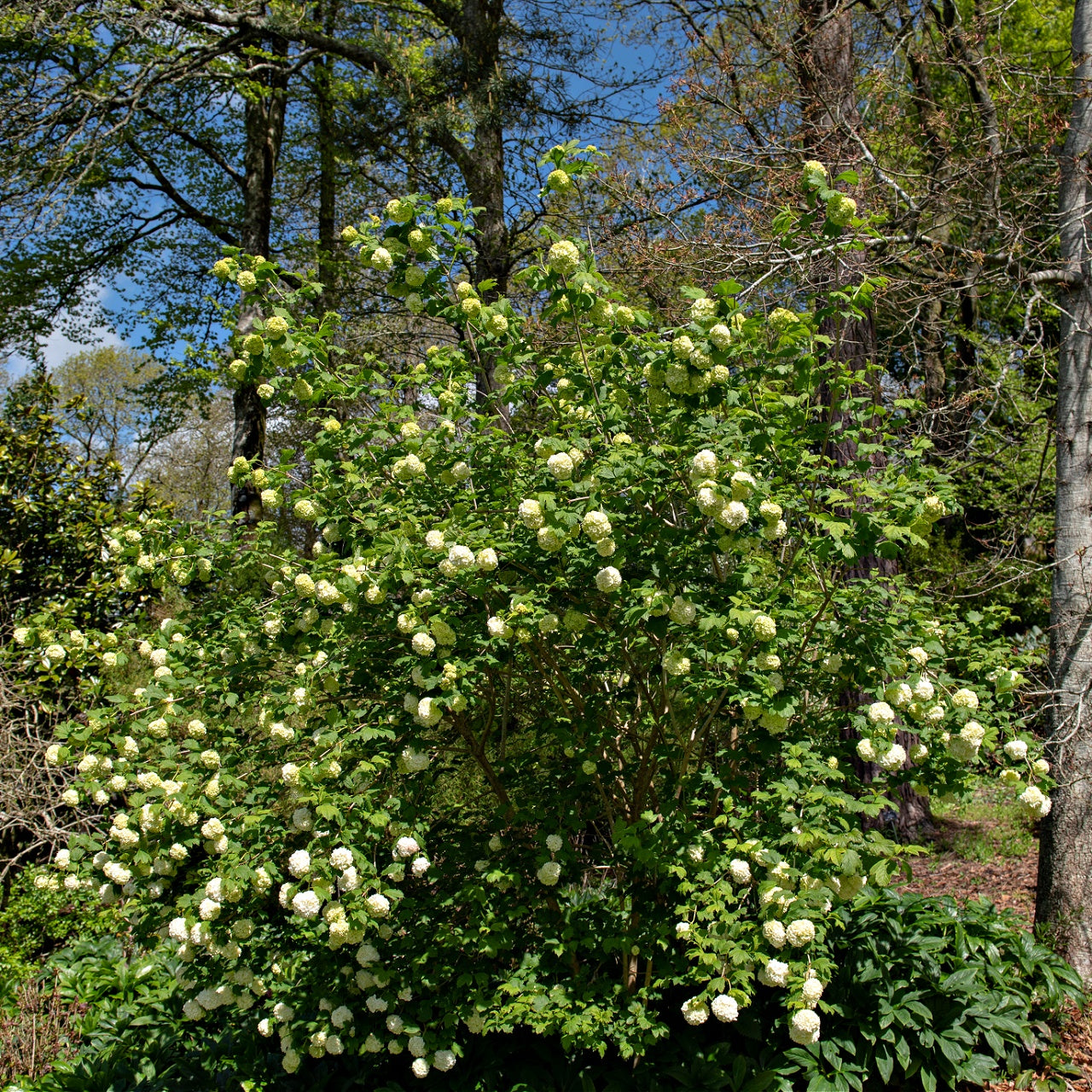 Chinese Snowball Shrub Online, buy 1 get 1 free at TN Nursery 