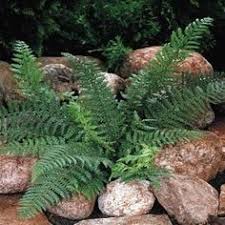 Vibrant Christmas fern with lush green feathery fronds among smooth stones