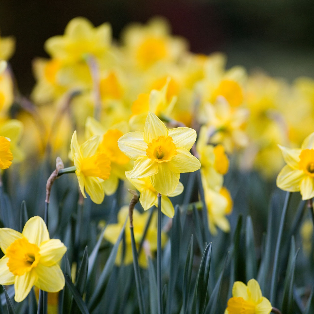 Daffodil Plants Online, buy 1 get 1 free at TN Nursery 
