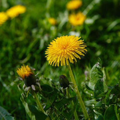 Dandelion Plant's Online, buy 1 get 1 free at TN Nursery 