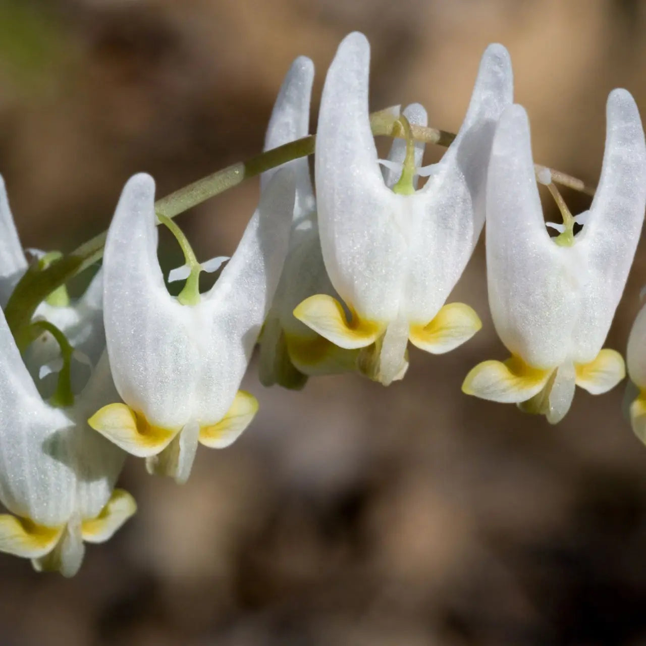 Dutchman's Breeches Online, buy 1 get 1 free at TN Nursery 
