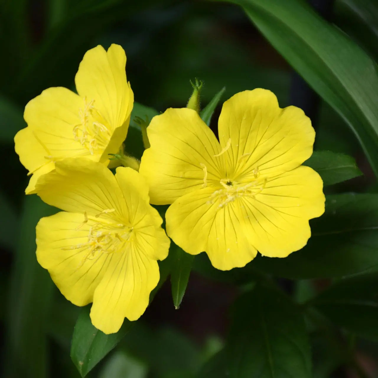 Evening Primrose Online, buy 1 get 1 free at TN Nursery
