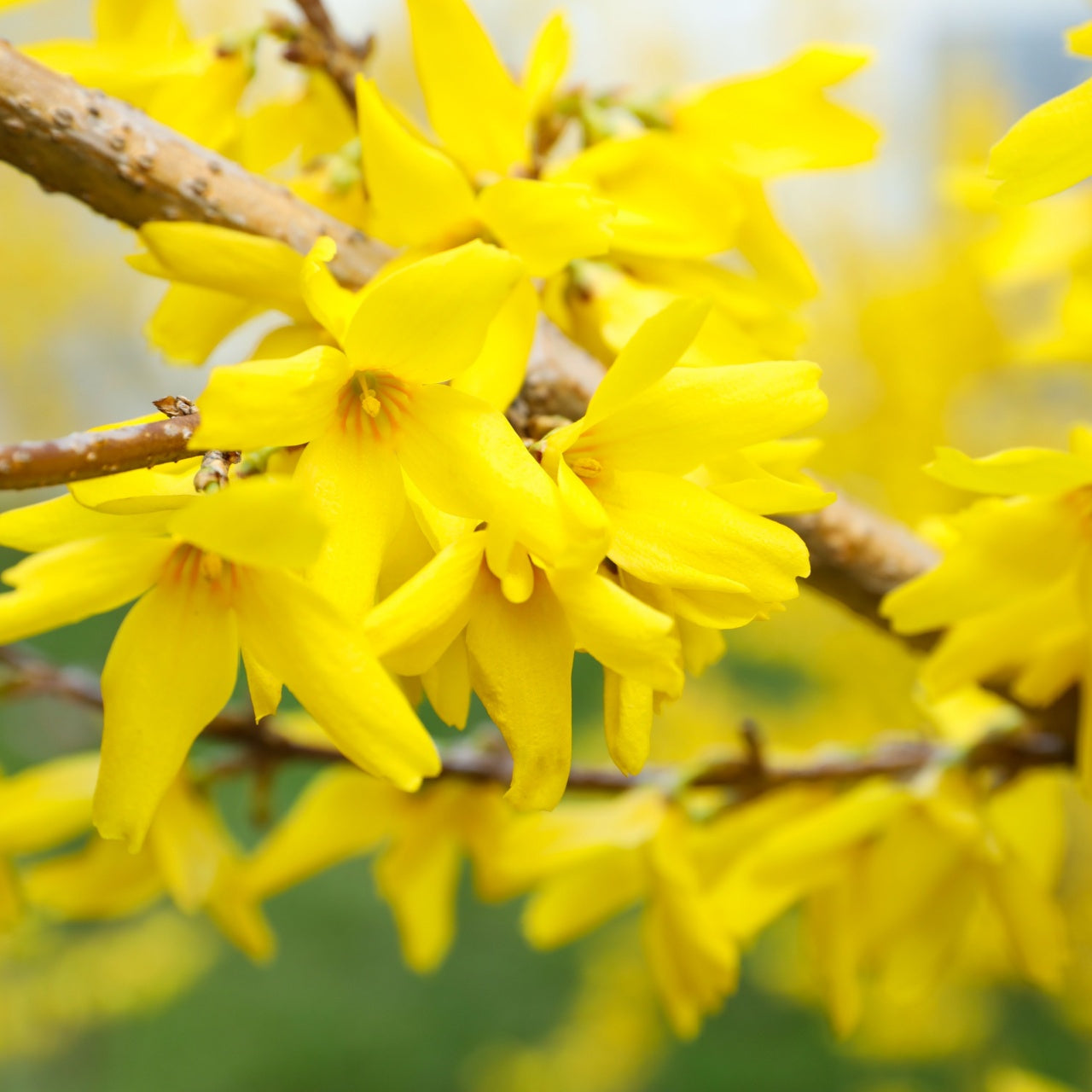 Forsythia Shrub's Online, buy 1 get 1 free at TN Nursery 