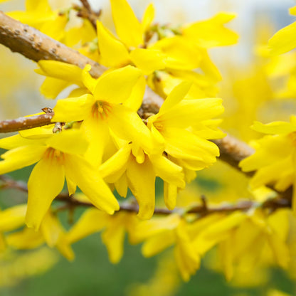 Forsythia Shrub's Online, buy 1 get 1 free at TN Nursery 
