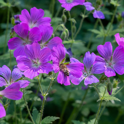 Geranium Maculatum Online, buy 1 get 1 free at TN Nursery 