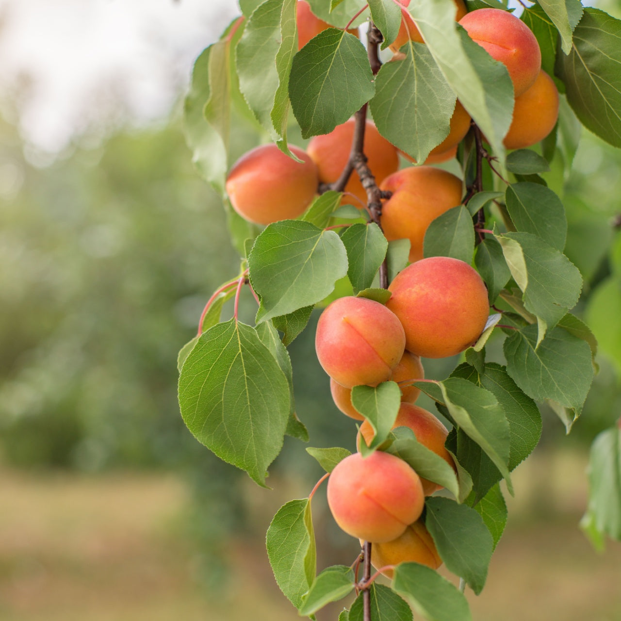 Goldcot Apricot Tree Online at TN Nursery 