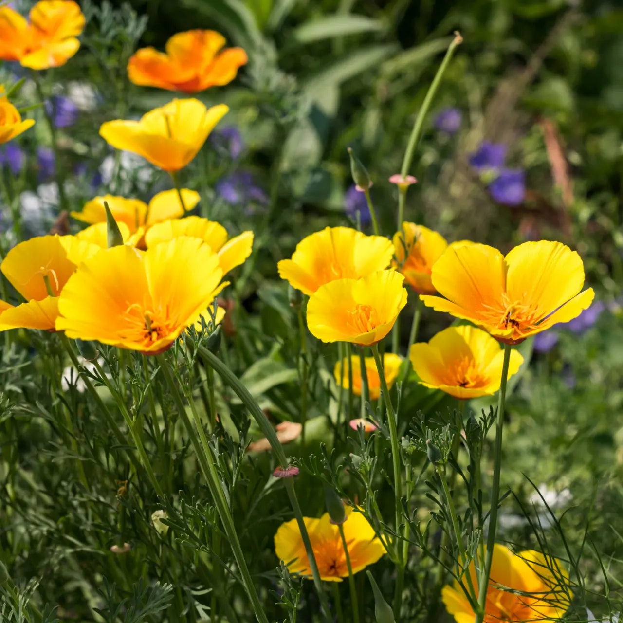 Golden Poppy Plant Online, buy 1 get 1 free at TN Nursery 