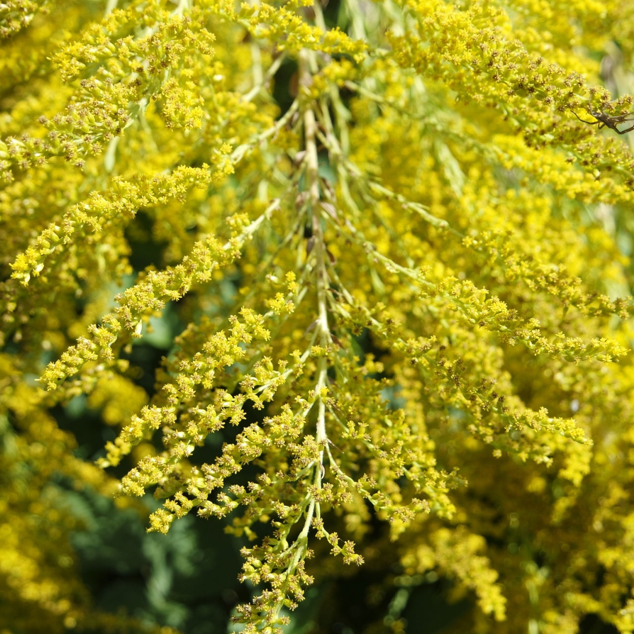 Golden Rod Online, buy 1 get 1 free at TN Nursery 