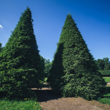 Green Giant Arborvitae Online, buy 1 get 1 free online at TN Nursery 