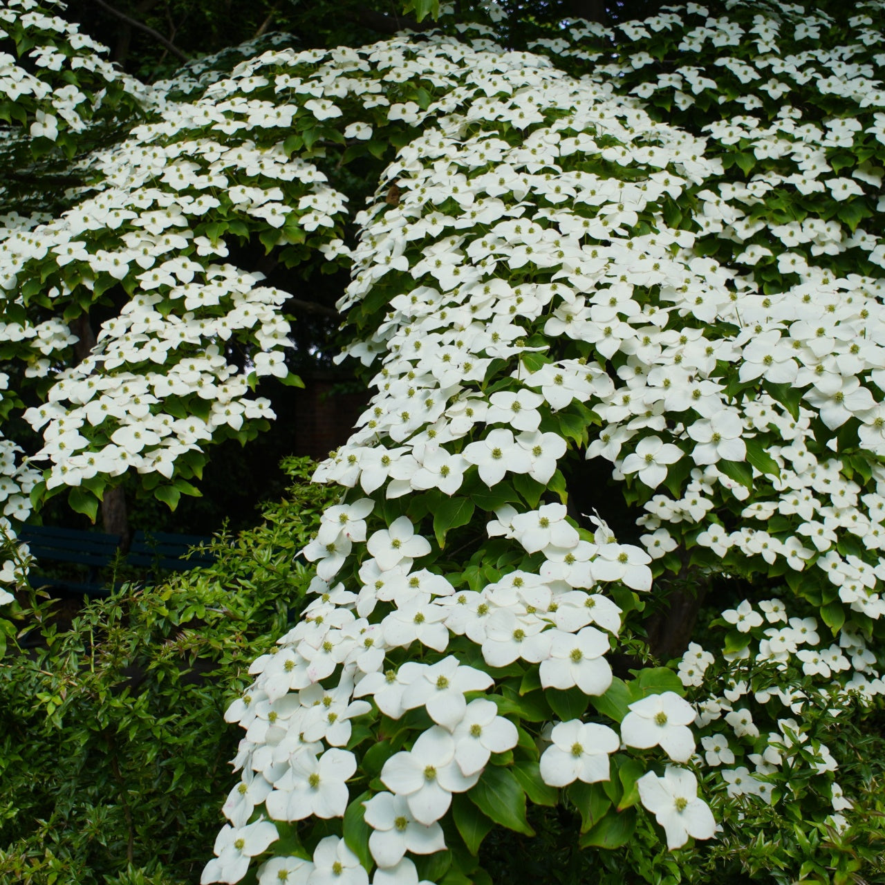 Kousa Dogwood Online, buy 1 get 1 free at TN Nursery 