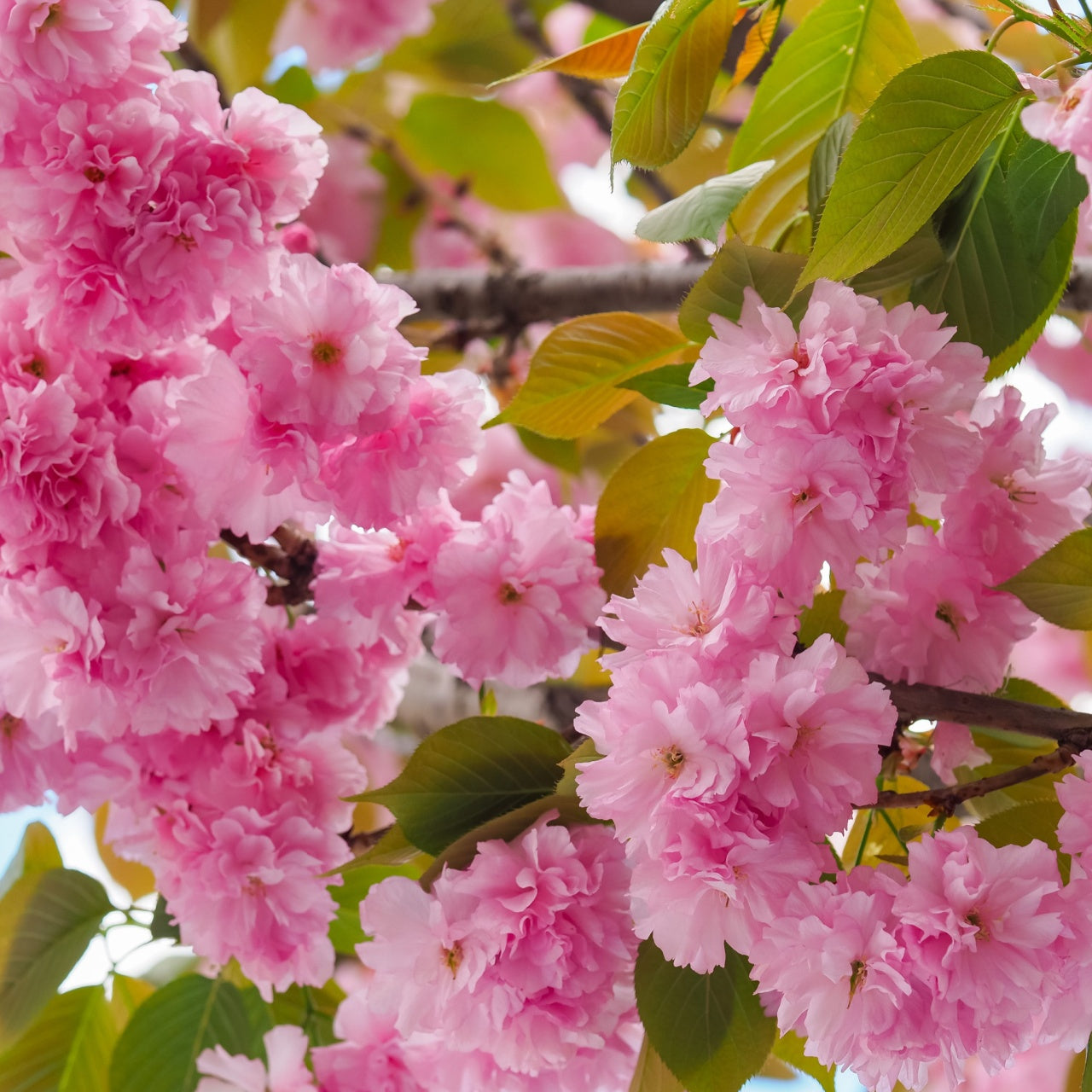 Kwanzan Cherry's Online, buy 1 get 1 free at TN Nursery 