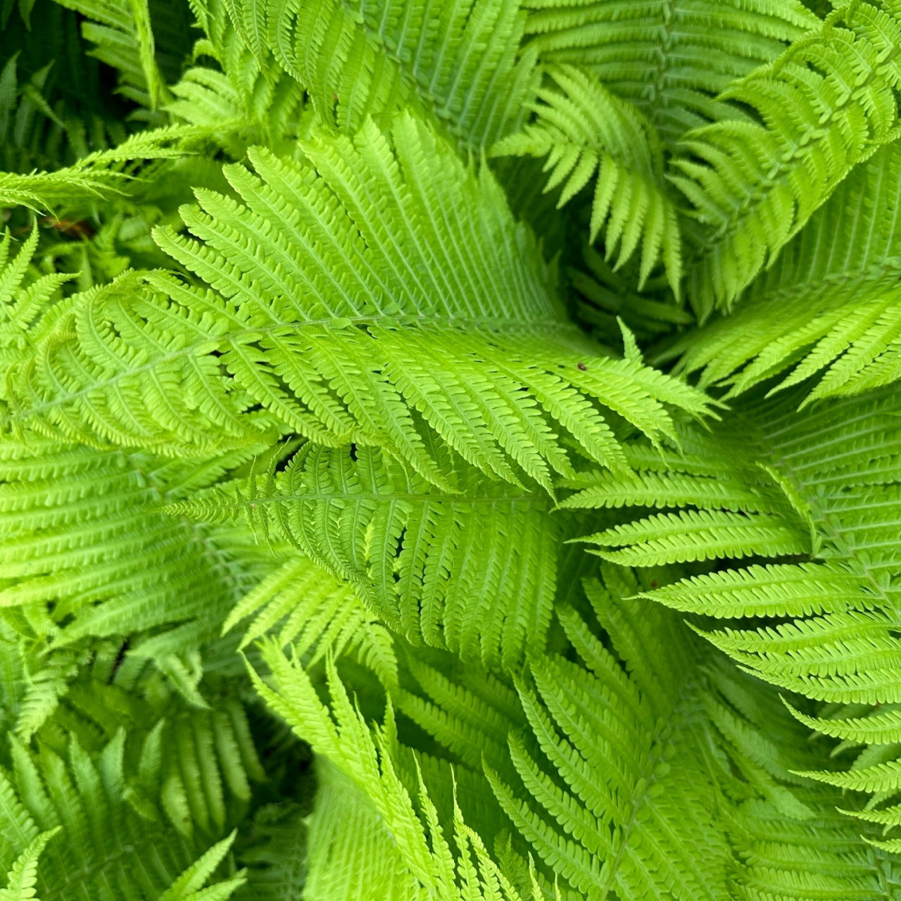 Lady Fern Online, buy 1 get 1 free at TN Nursery 