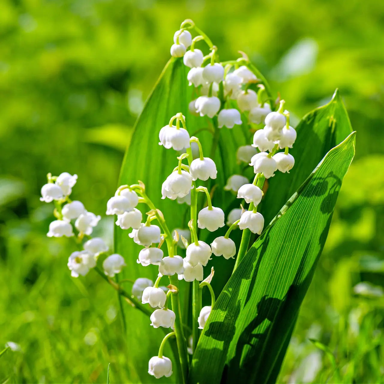 Wholesale Lily of the Valley Plants Available at TN Nursery