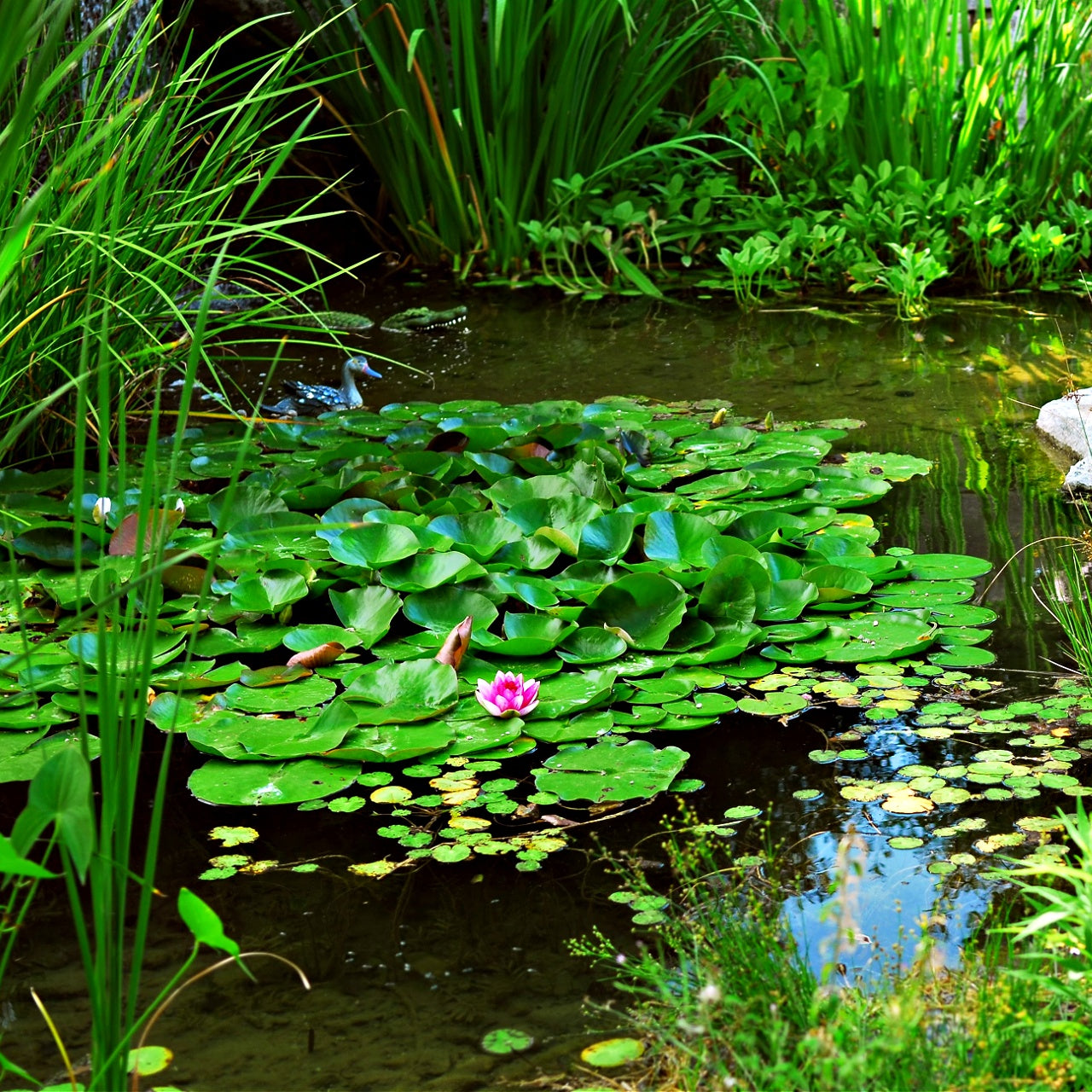 Lily Pad Plant Online, buy 1 get 1 free at TN Nursery 