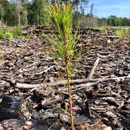 Loblolly Pine Online, buy 1 get 1 free at TN Nursery 