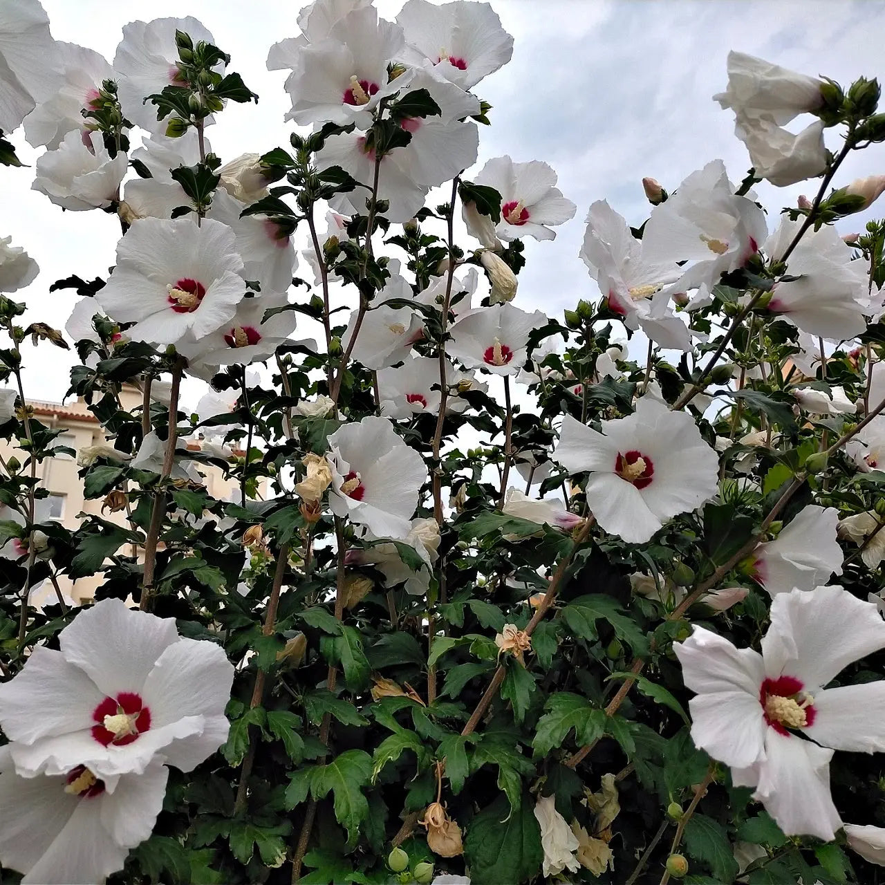Marsh Hibiscus Plant Online, Buy 1 get 1 free at TN Nursery 
