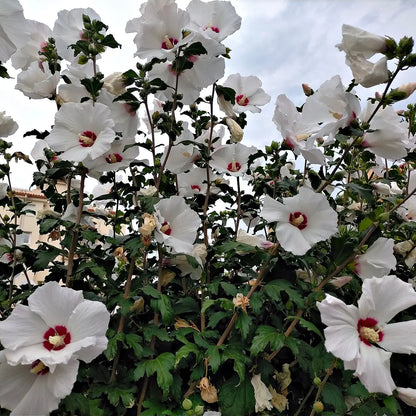 Marsh Hibiscus Plant Online, Buy 1 get 1 free at TN Nursery 