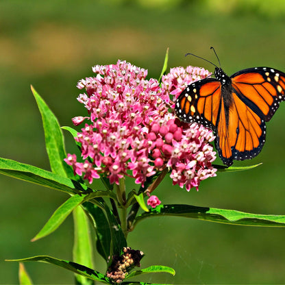 Milkweed Plant Online, Buy 1 Get 1 Free at TN Nursery 