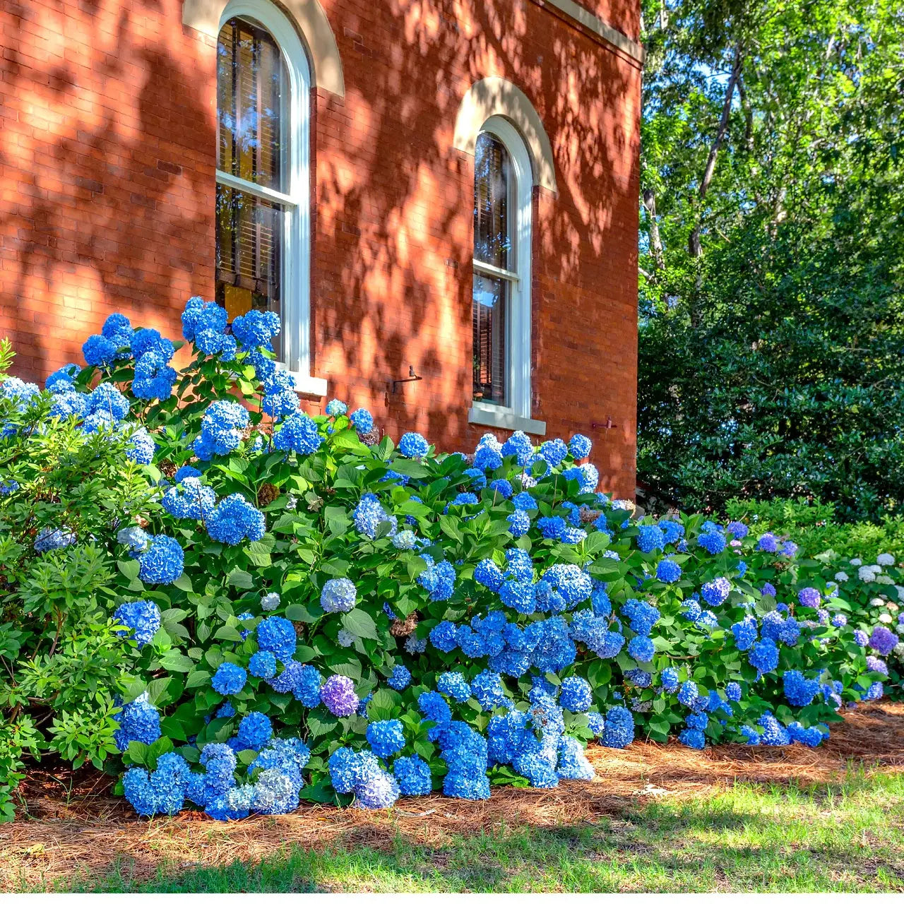 Nikko Blue Hydrangea Plant Online, buy 1 get 1 free at TN Nursery 