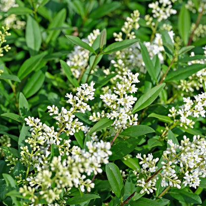 Northern Privet clusters of delicate white flowers on green foliage