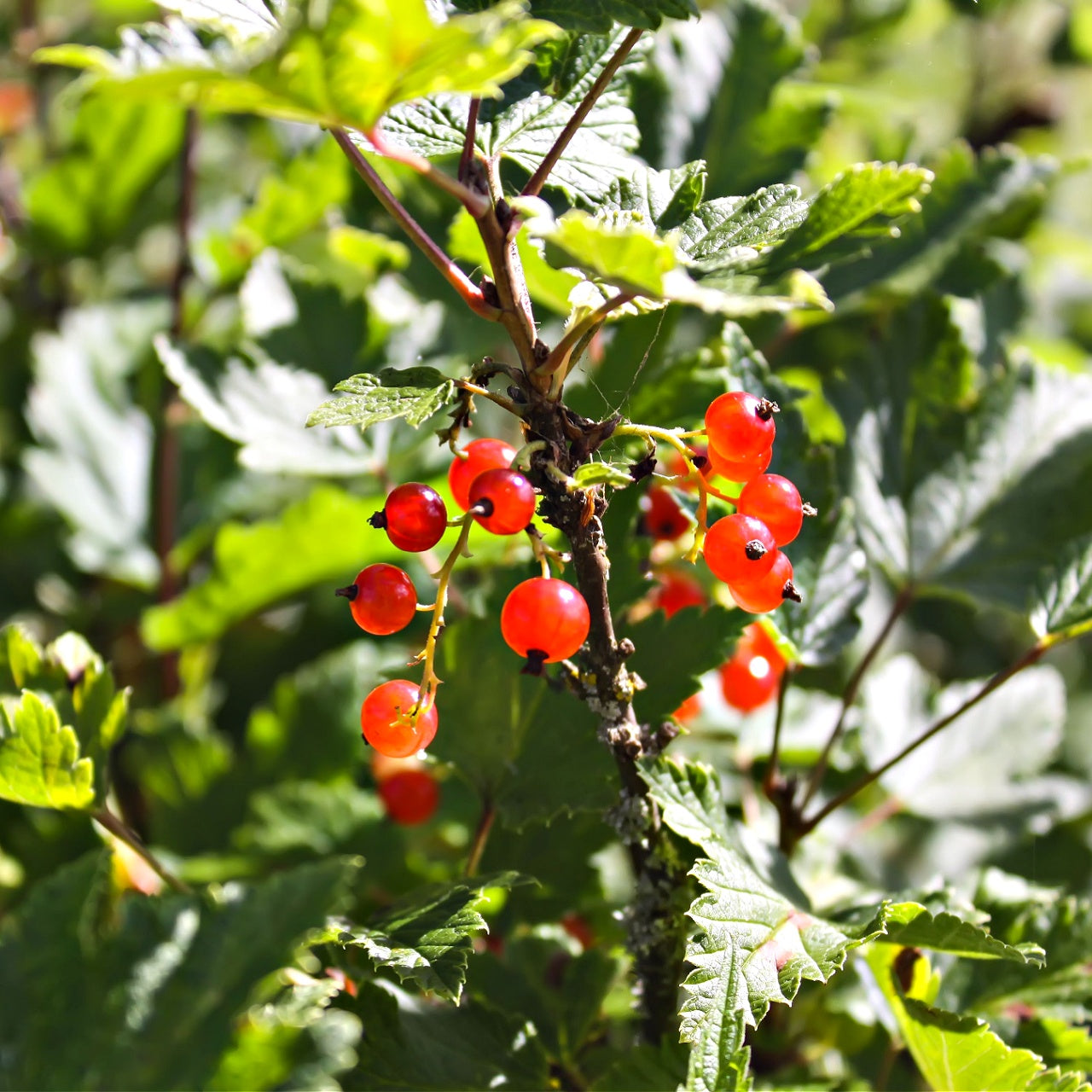 Northern Spice Bush Online, buy 1 get 1 free at TN Nursery