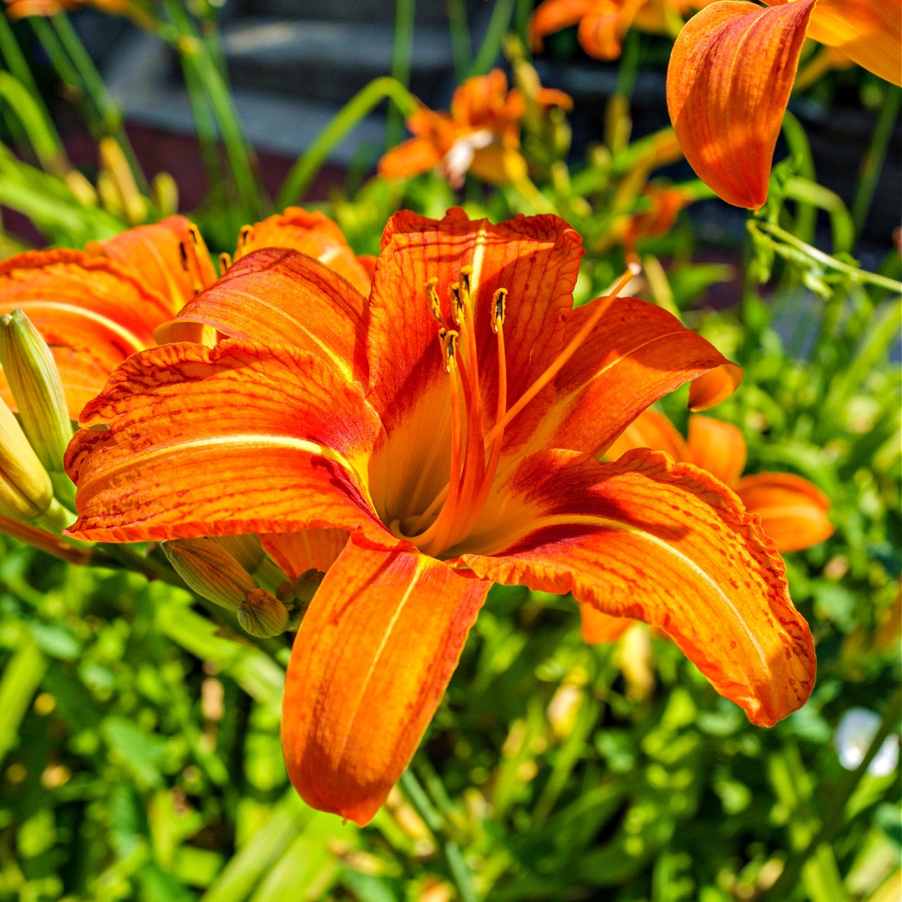Orange Daylily Plant's Online, buy 1 get 1 free at TN Nursery 