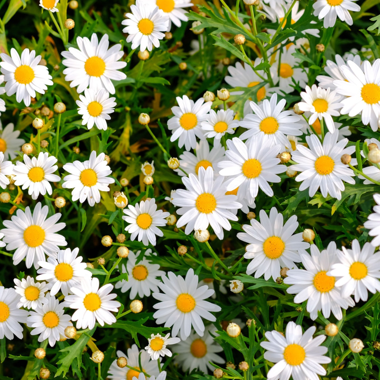 Oxeye Daisy Plant's Online, buy 1 get 1 free at TN Nursery 