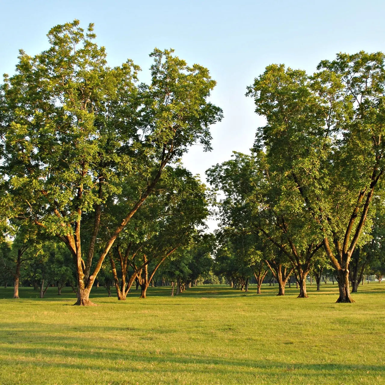 Pecan Trees Online, buy 1 get 1 free at TN Nursery 