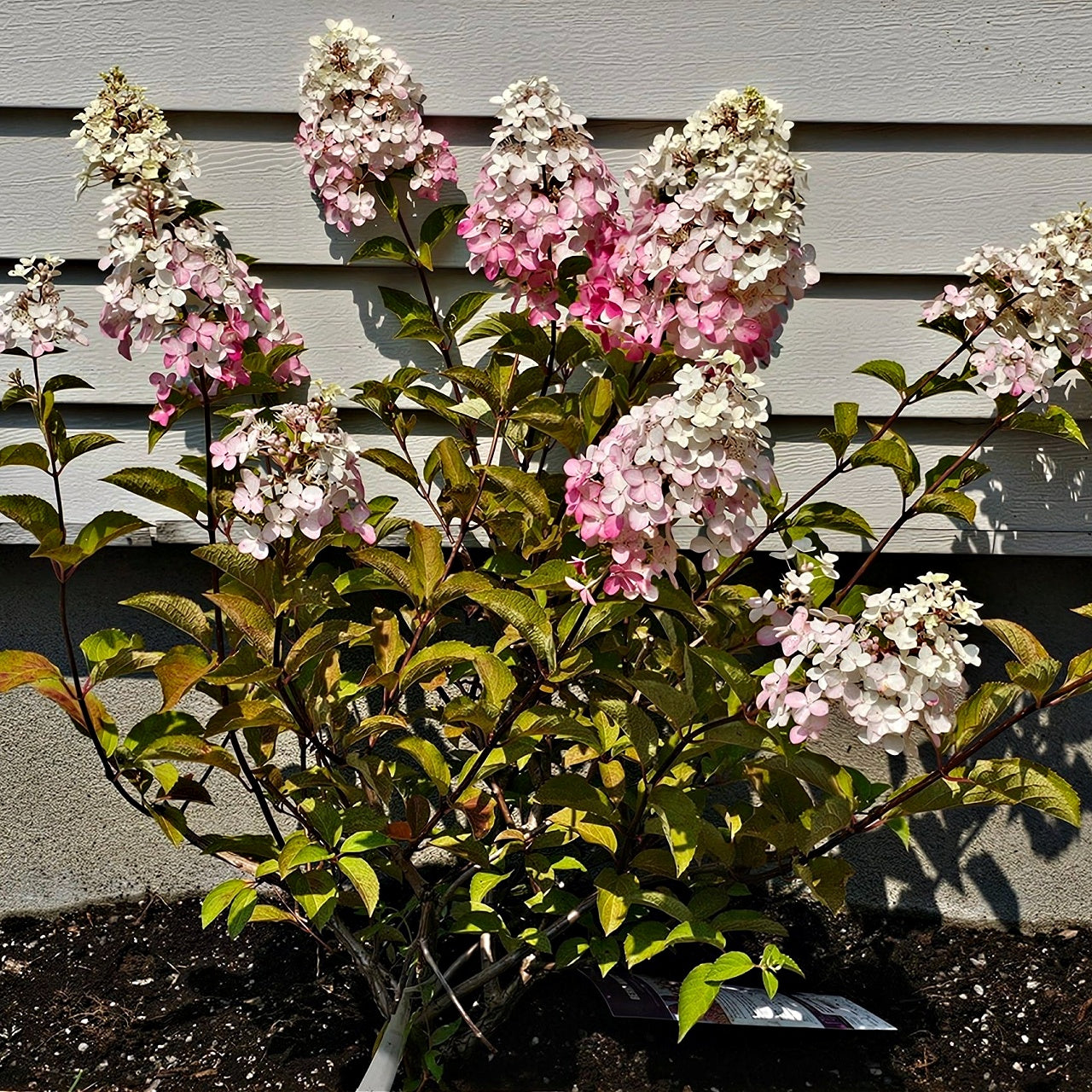 Pee Gee Hydrangeas Online, buy 1 get 1 free at TN Nursery 