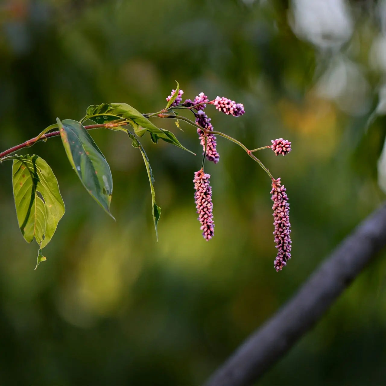 Pennsylvania smartweed plant with pinkish-purple flower cluster on green stem and glossy leaves