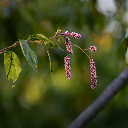 Pennsylvania smartweed plant with pinkish-purple flower cluster on green stem and glossy leaves