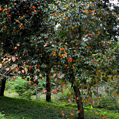Persimmon Trees Online at TN Nursery
