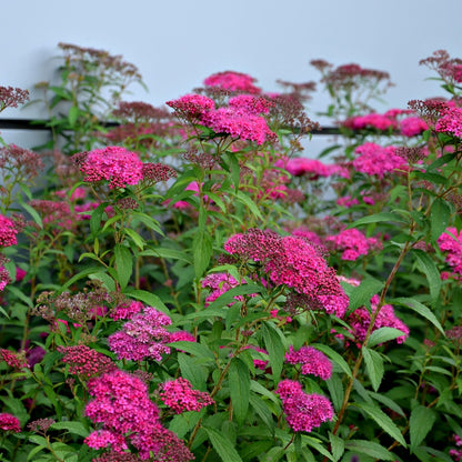 Pink Spirea Shrubs Online, buy 1 get 1 free at TN Nursery 