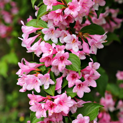 Pink Weigela Online, buy 1 get 1 free at TN Nursery 