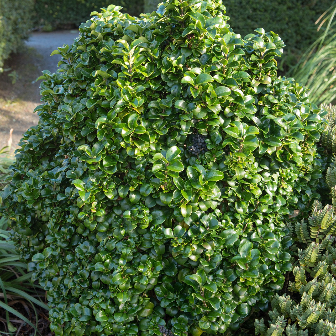 Privet Shrub Online, buy 1 get 1 free at TN Nursery 