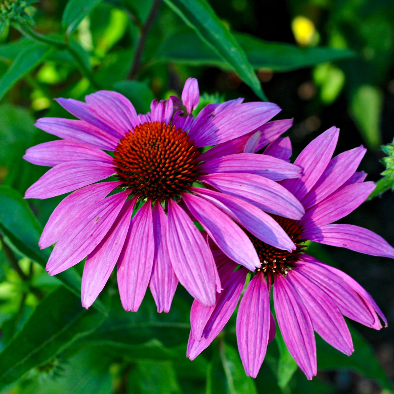 Purple Coneflower Online, Buy 1 get 1 free at TN Nursery 