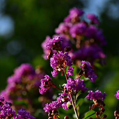 Purple Crepe Myrtle Tree Online, buy 1 get 1 free at TN Nursery 