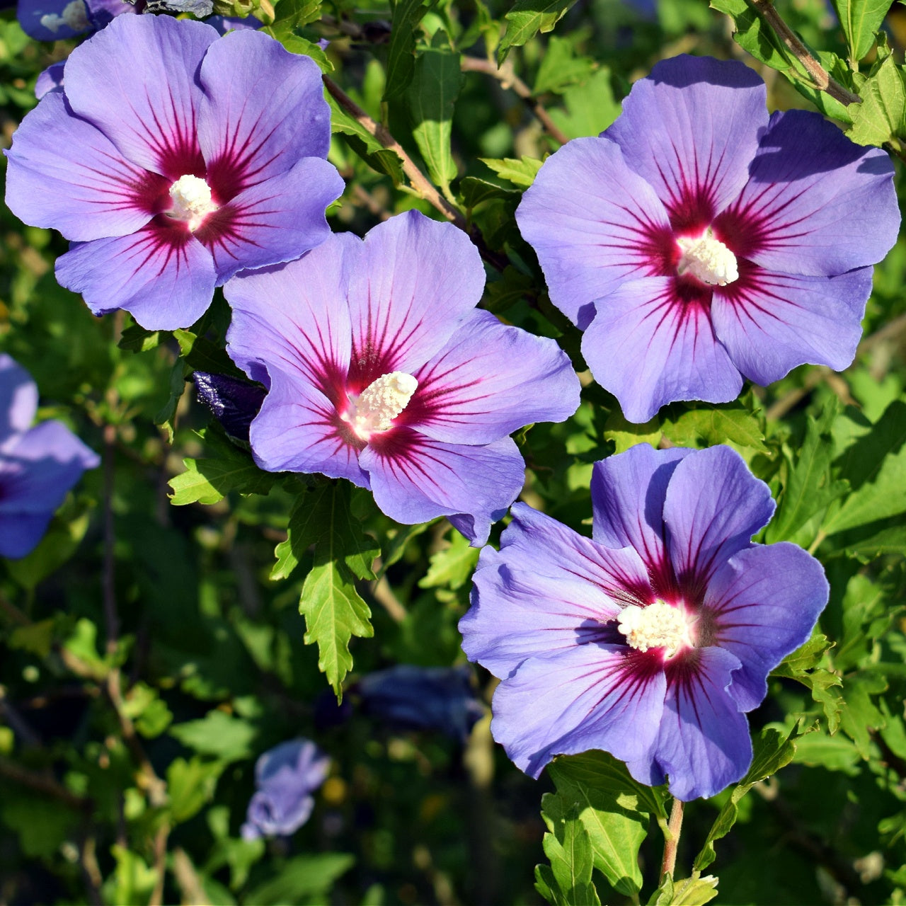 Purple Hibiscus Plant online, buy 1 get 1 free at TN Nursery 