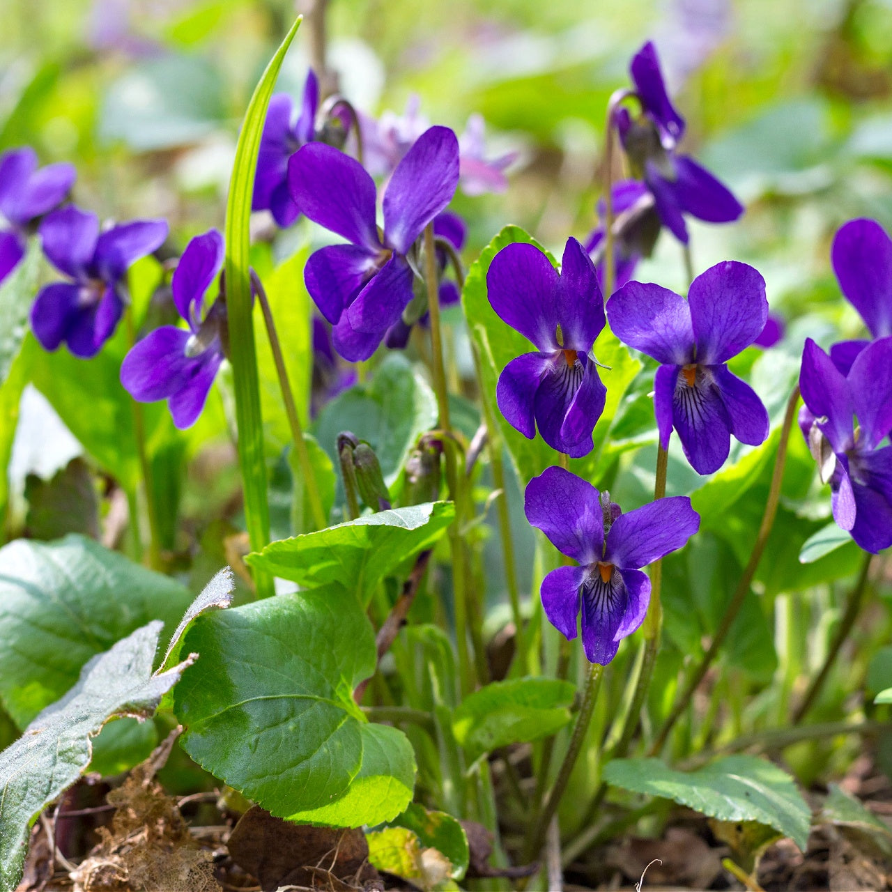 Purple Violet Plants Online, buy 1 get 1 free at TN Nursery 